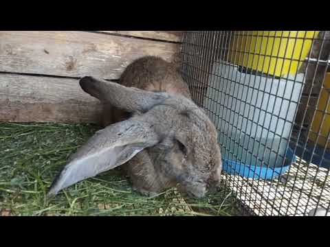 Основные причины и лечение поноса у кроликов