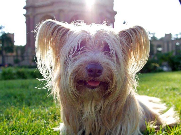 Скай терьер: стандарт шотландца и особенности, щенок скай (фото)