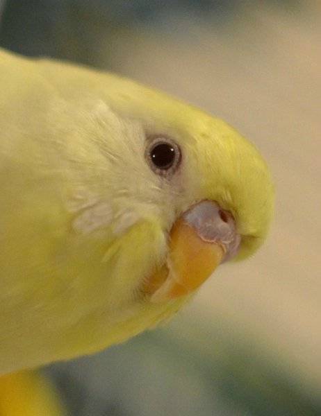 Волнистый попугай лютино — желтый красавец