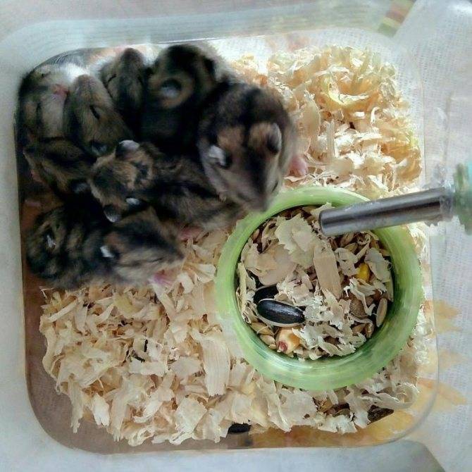 Чем кормить джунгарского хомяка домашних условиях, что едят джунгарики, таблица питания (список: что можно и нельзя)