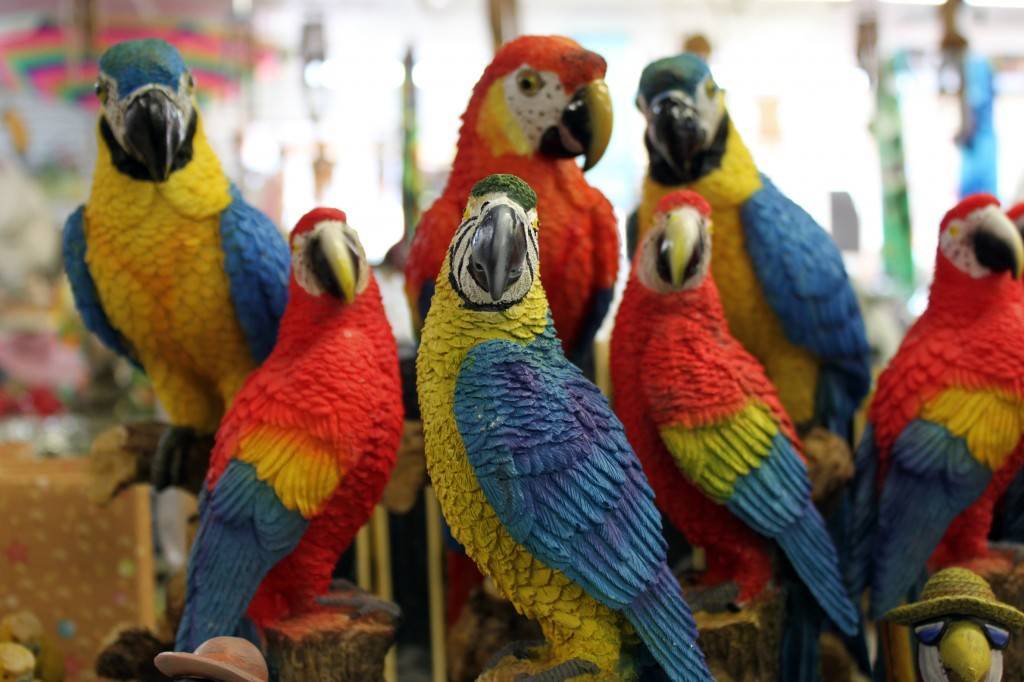 Породы домашних попугаев