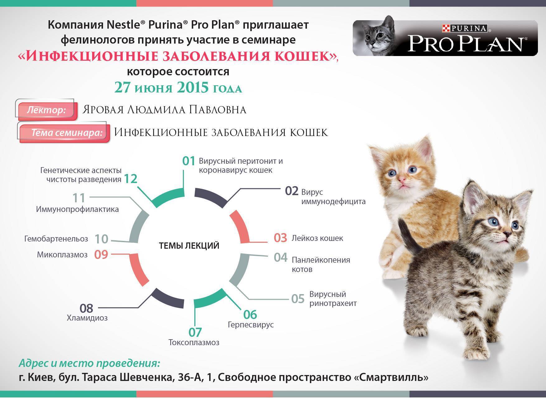 Акне у кошек на подбородке: лечение, причины, фото