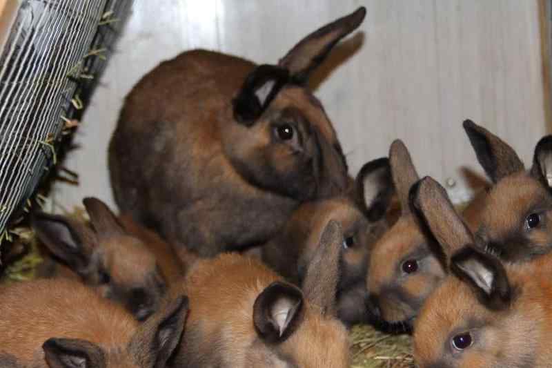 Кролики породы ризен: немецкий ризен, фото, отзывы описание, разведение