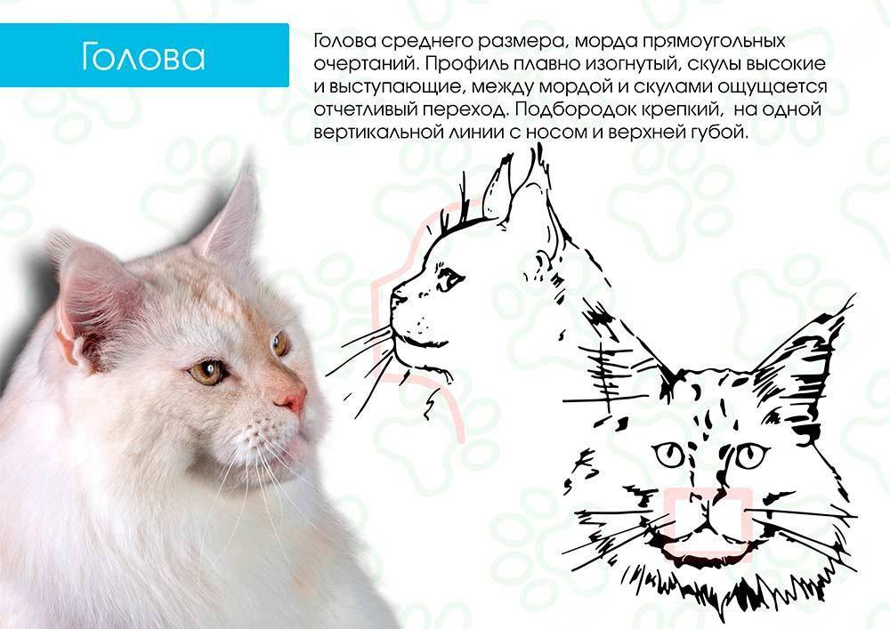 Как отличить кота от кошки: при рождении, по поведению, по морде, по цвету | zoosecrets