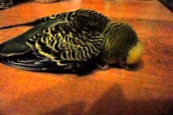 Понос у волнистого попугая — что делать? | блог на vetspravka.ru