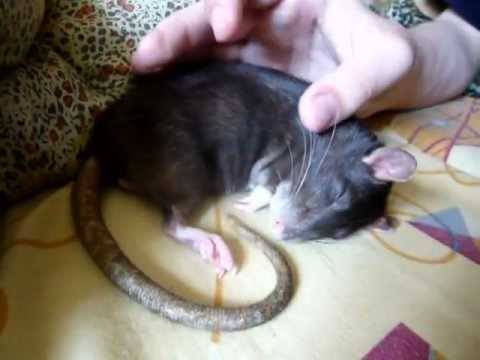 Домашние крысы - правила содержания домашних крыс