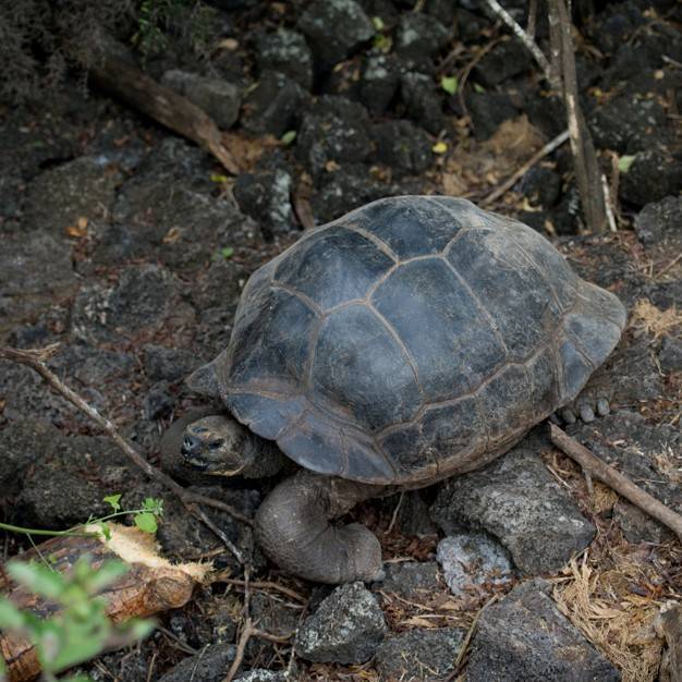 Гигантская черепаха джонатан: короткая биография и интересные факты