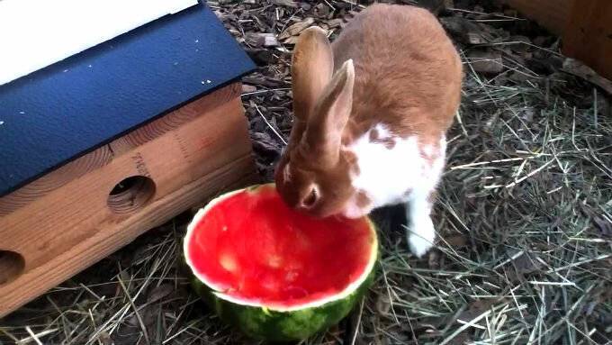 Можно ли кормить кроликов арбузами