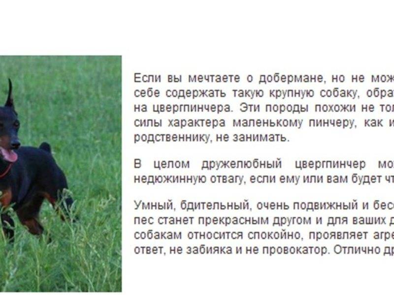 ᐉ описание породы карликовый пинчер или цвергпинчер - ➡ motildazoo.ru