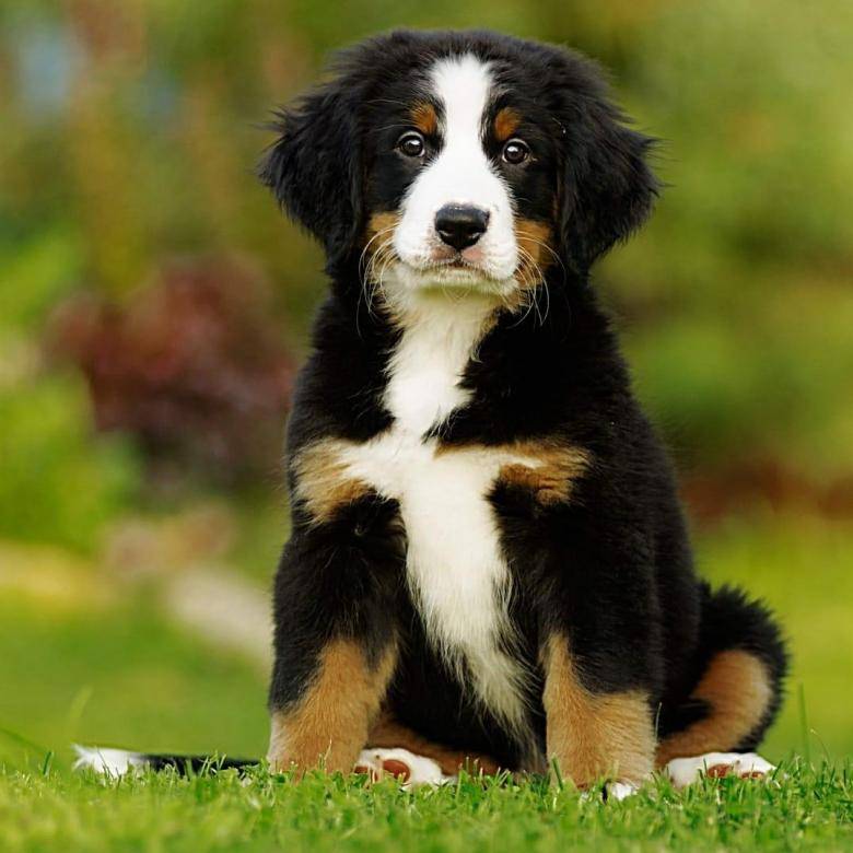 Порода бернский зенненхунд – пастушья собака. описание и фото бернского зенненхунда