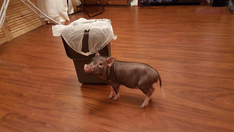 Мини-пиг (41 фото): описание взрослых карликовых свиней и маленьких поросят. сколько живут мини-пиги и до какого размера вырастают? чем их кормить?