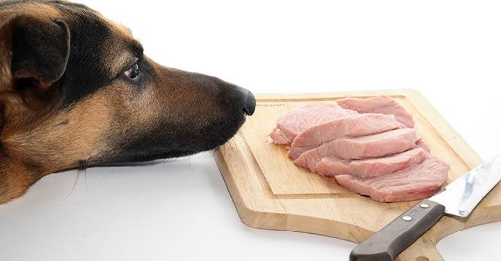 Можно ли давать собакам свинину есть