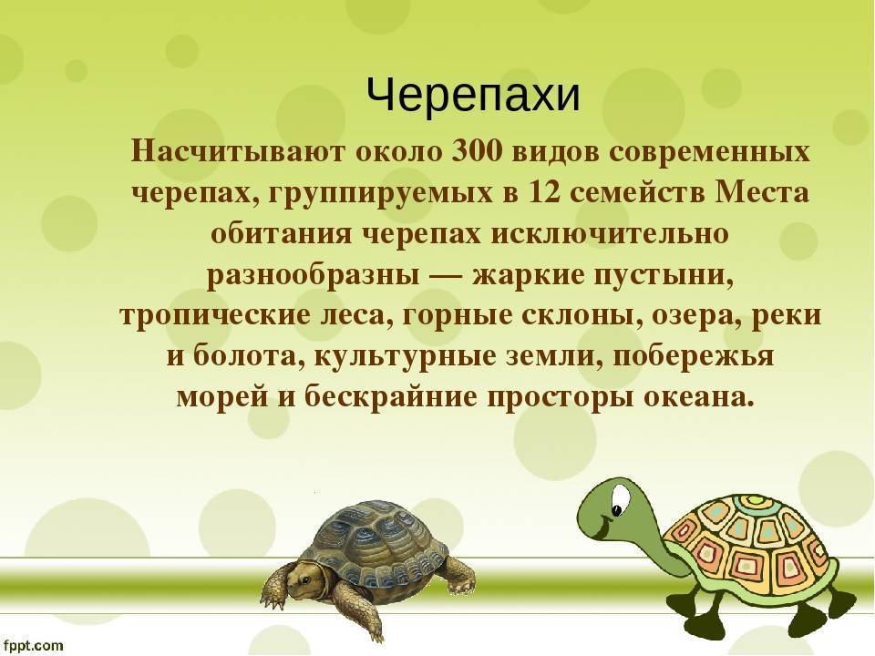 Интересные факты о черепахах для детей и взрослых