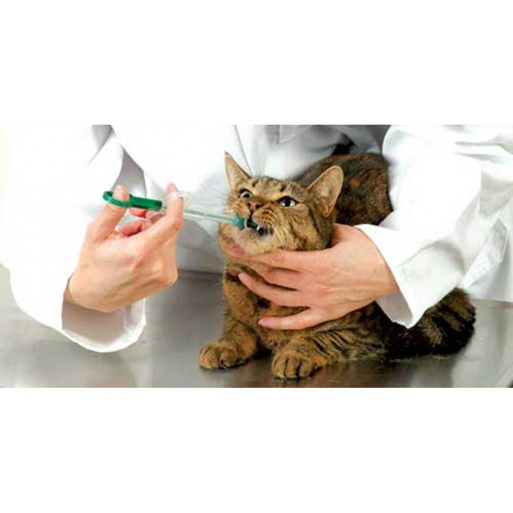 Как дать таблетку коту или кошке без стресса, как напоить лекарством если кошка выплевывает или упирается