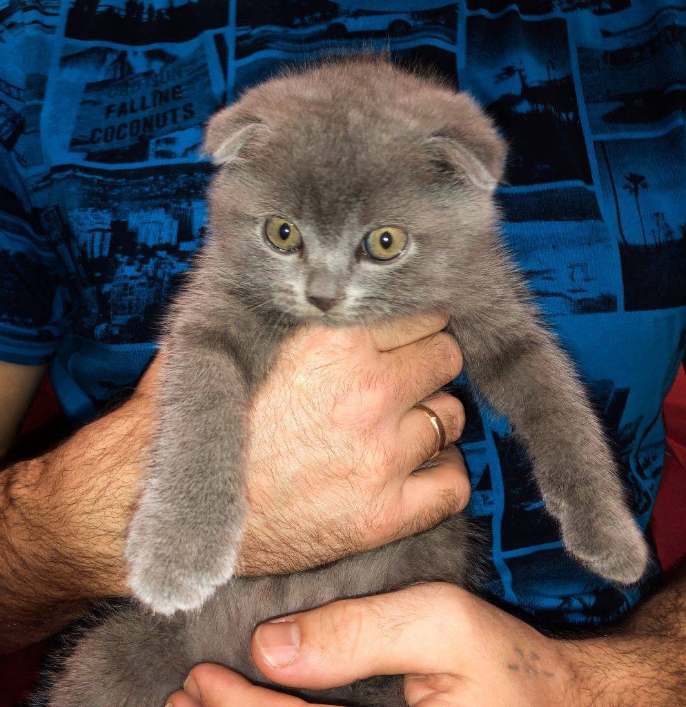 Клички для шотландских вислоухих котов и кошек: лучшее имя для мальчика и девочки, как назвать котенка | medeponim.ru