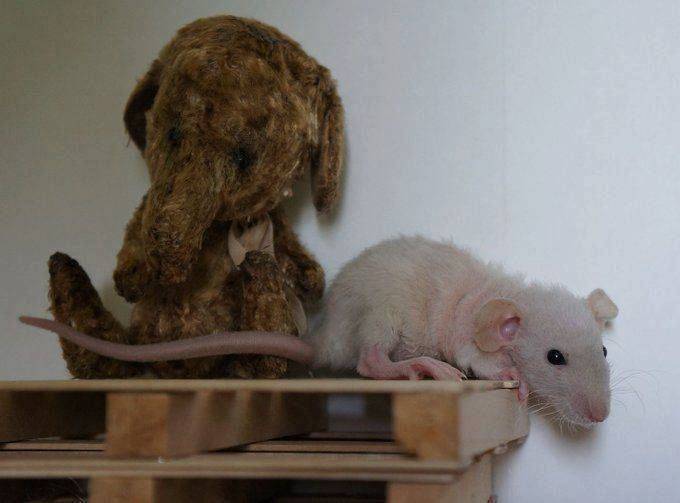 Крыса рекс (фото и видео) - подробное описание кудрявых грызунов