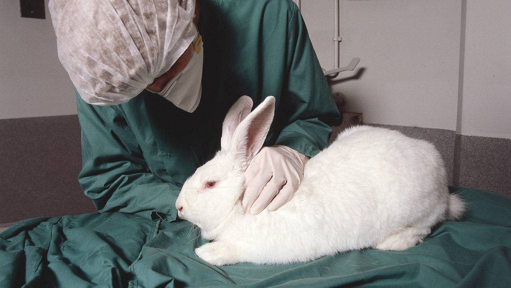 Вздутие живота у кроликов. причина и лечение