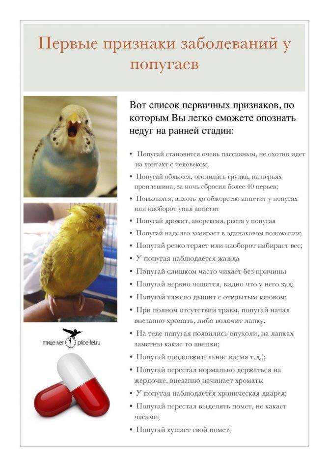 Полиурия у попугая волнистого, лечение дома, медикаменты