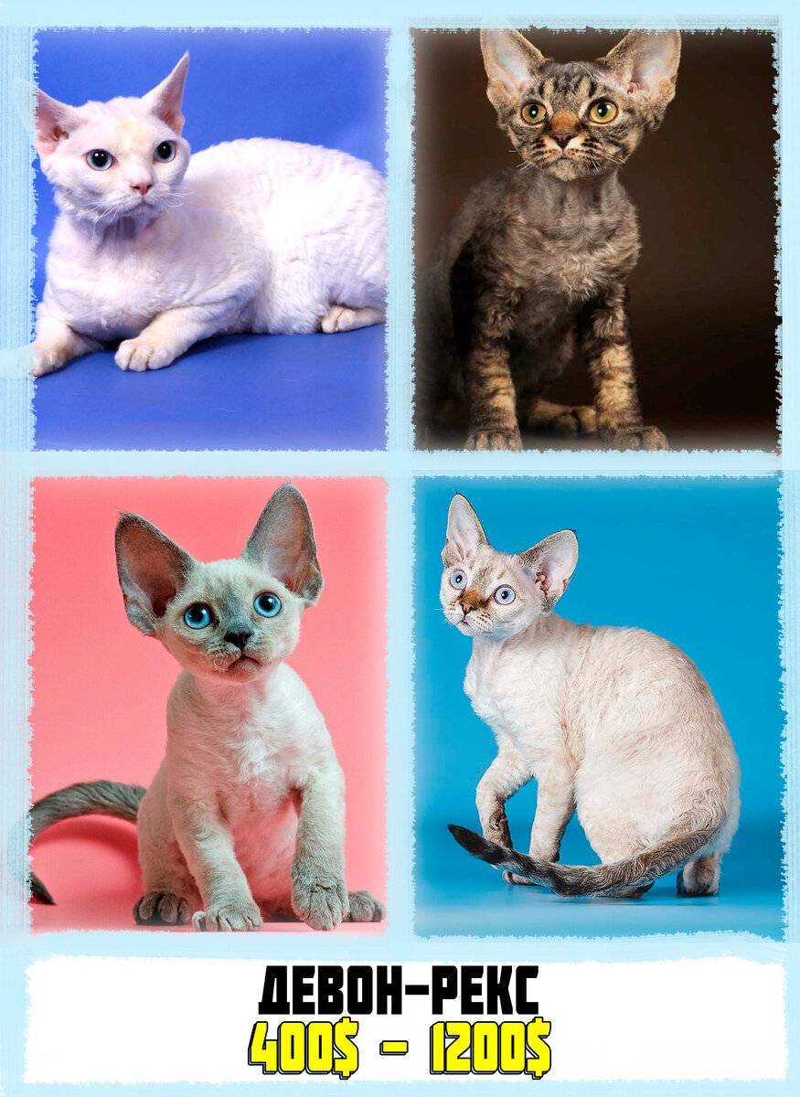 Самые дорогие породы кошек в мире: 7 элитных представителя мира кошачьих