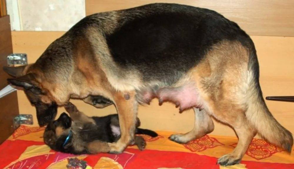 Собака после стерилизации: шов, как ухаживать, выделения
