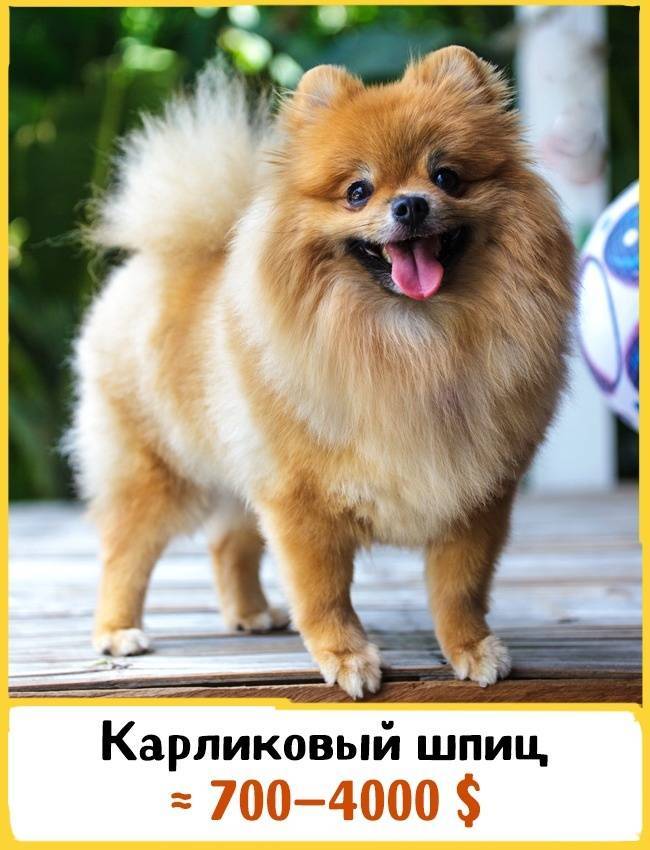 Топ-10 самых дорогих пород собак в мире