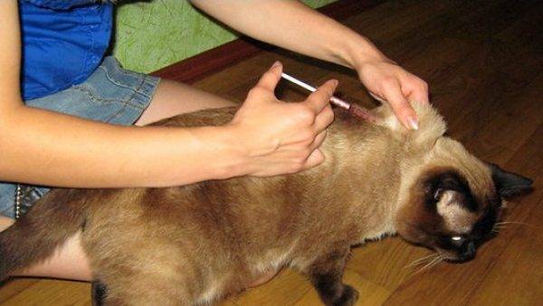 Как сделать укол собаке самостоятельно: пошаговая инструкция