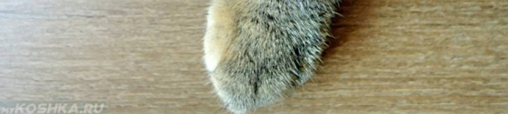 Хромота у кошки: основные причины провоцирующие недуг | ваши питомцы
