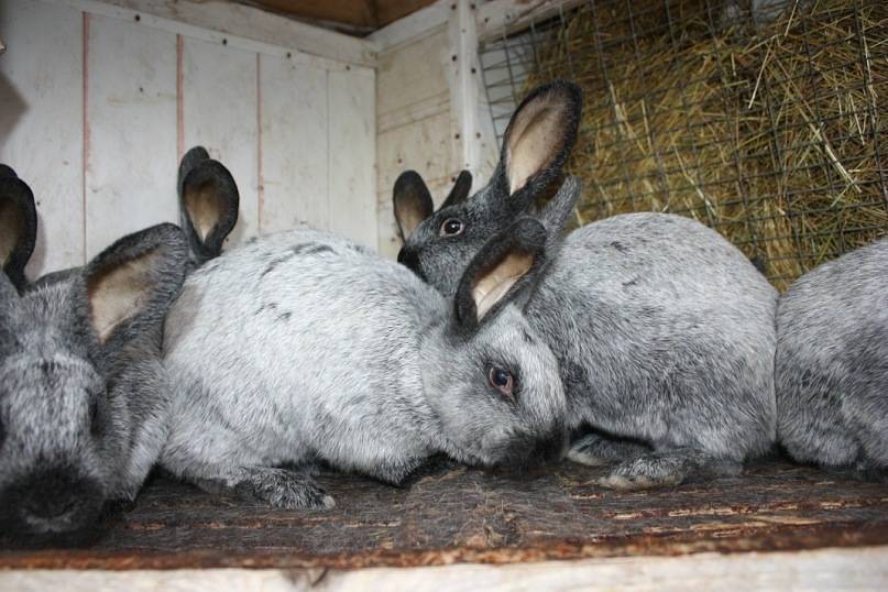 Кролики шиншилла: описание породы, характеристика, разведение