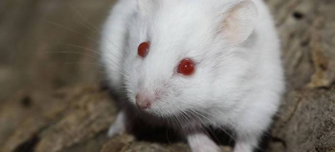 Невероятно очаровательные белые летучие мыши, которые являются живым противоречием стереотипов про этих животных (4 фото + 2 видео)