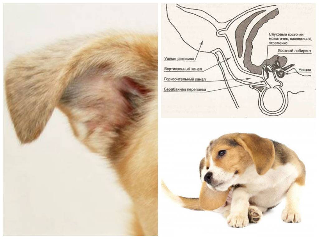 Собака чешет уши: причины, лечение и профилактика