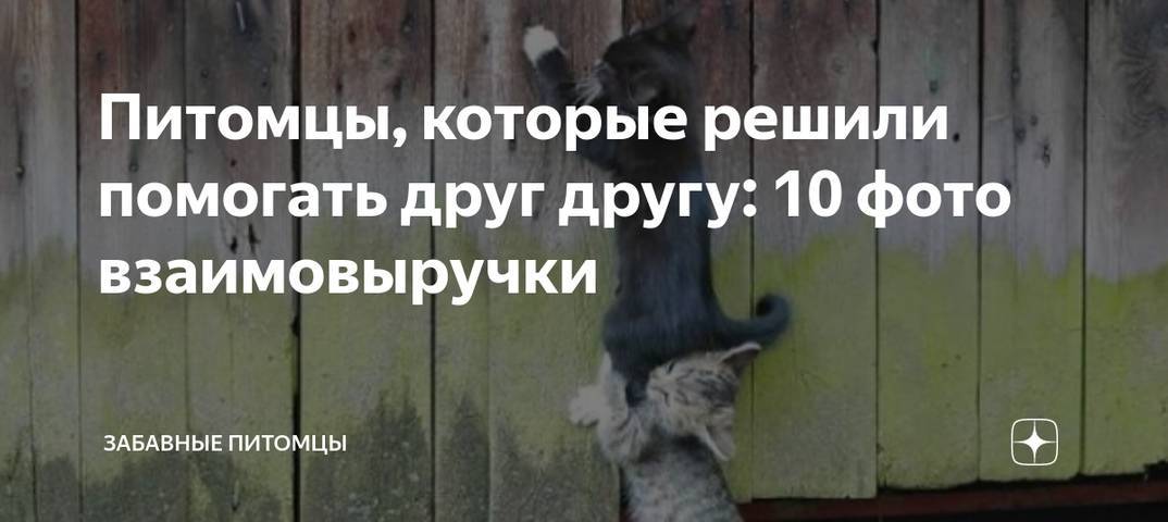 Как собака выбирает себе хозяина в семье: почему выбирает одного хозяина?