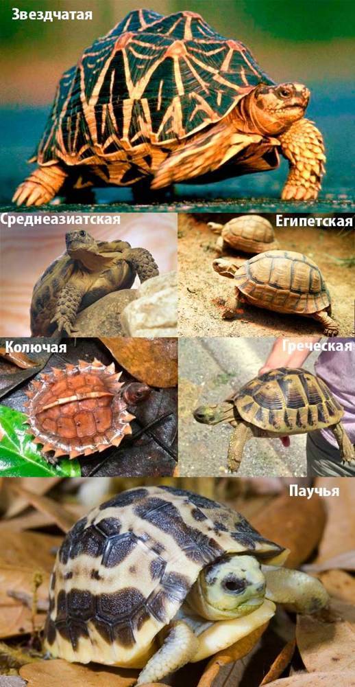 Черепаха: ее повадки, образ жизни, места обитания, видео, фото