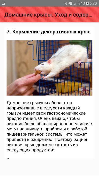 Как ухаживать за декоративными крысами — шпаргалка для хозяина