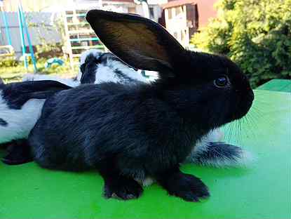 Кролик строкач: описание породы и фото