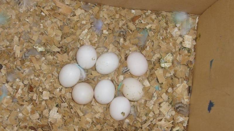 Самка попугая снесла яйцо - что делать? сколько времени попугаи высиживают яйца?