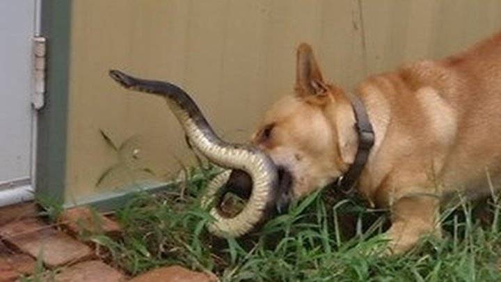 Укус змеи у собаки: клинические признаки и первая помощь питомцу