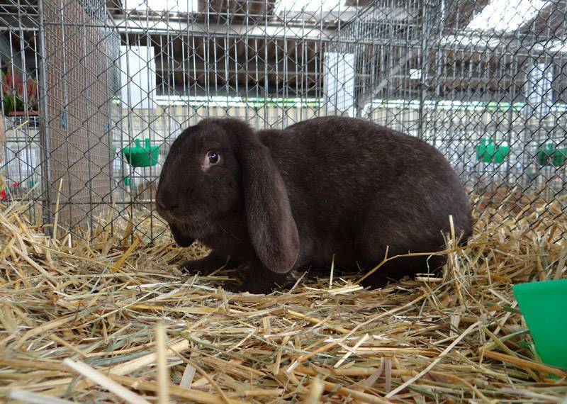 Кролик баран: описание породы и фото