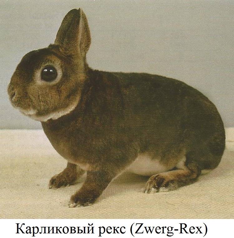 Породы и содержание декоративных кроликов