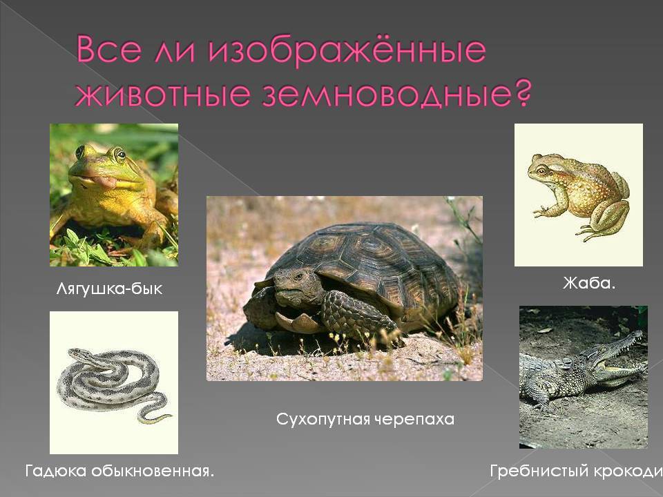 Пресмыкающиеся животные (рептилии) и их представители: это полезно знать