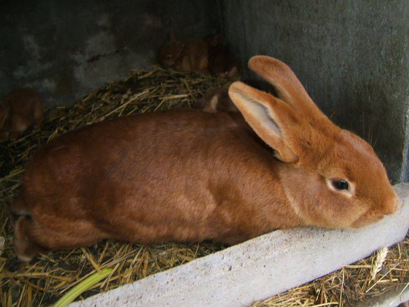 Бургундский кролик – перспективная порода мясного направления