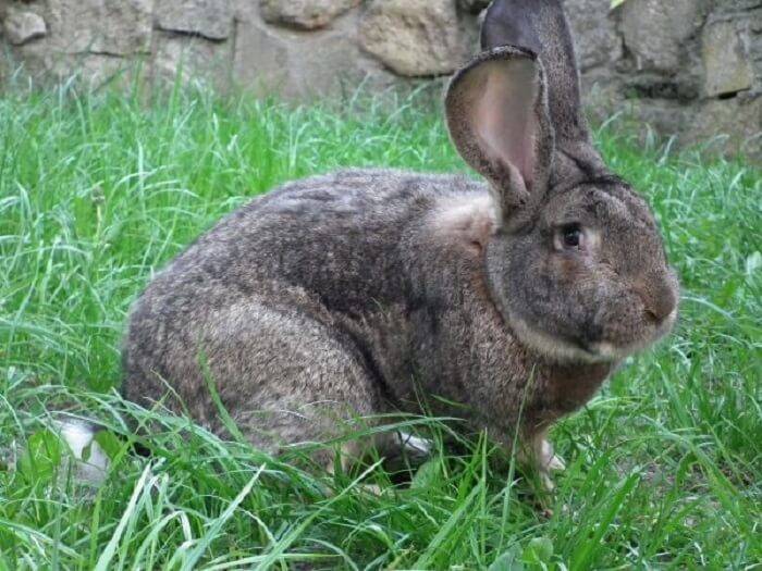 Кролик фландр: описание породы и фото