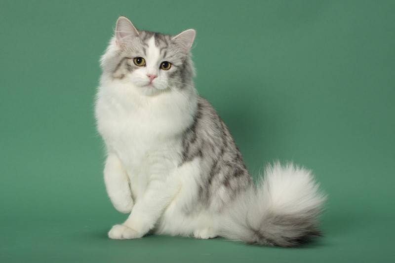 Рагамаффин: описание породы кошек, фото, цена