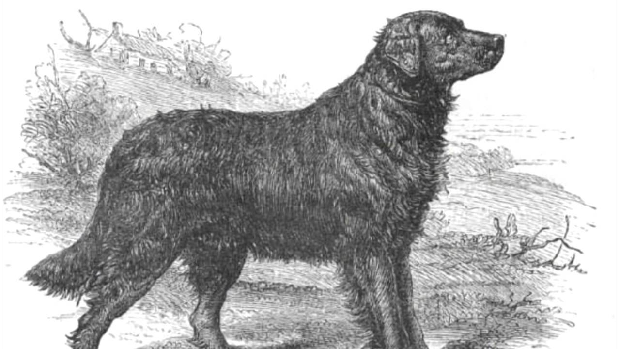 Происхождение домашней собаки или доисторический детектив.