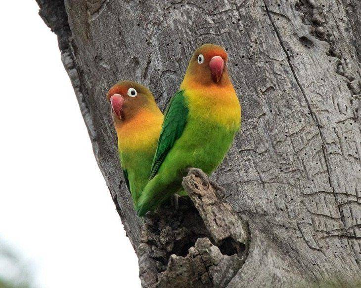 Клички для попугаев: имена для попугаев мальчиков и девочек - zverki.click - домашние животные
