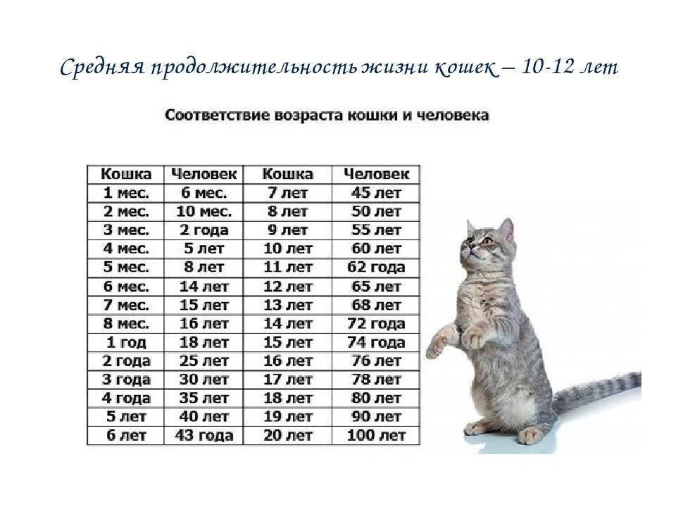 Возраст кошки по человеческим меркам: таблица, расчет  - mimer.ru