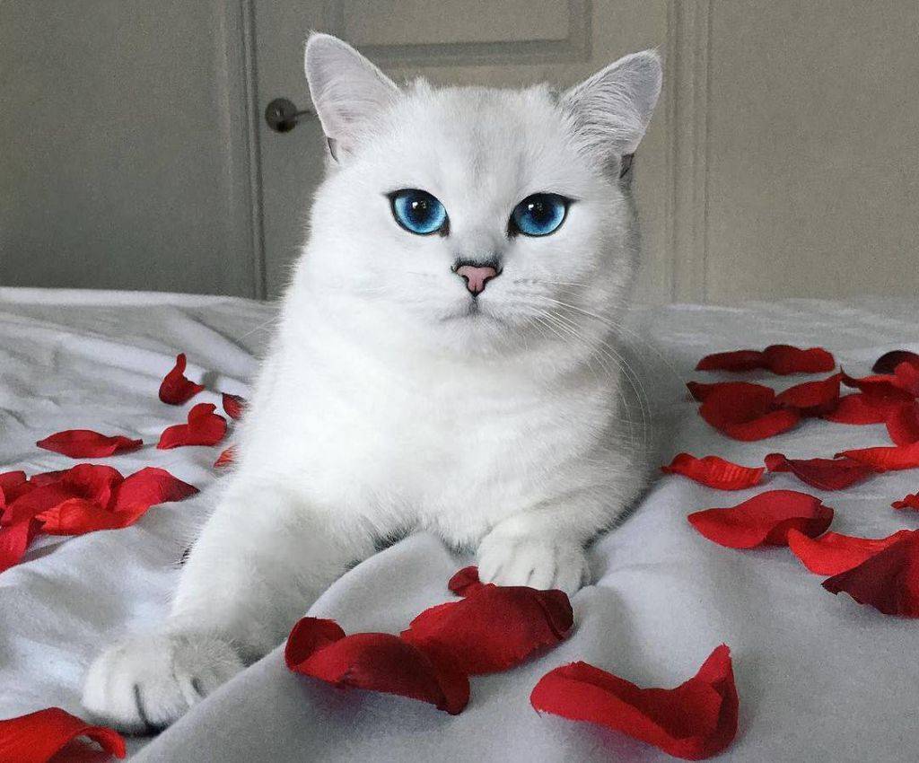 Породы кошек с голубыми глазами