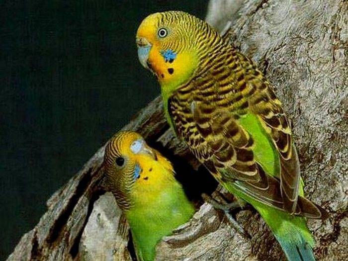 Смешные, забавные, милые и говорливые волнистые попугаи
