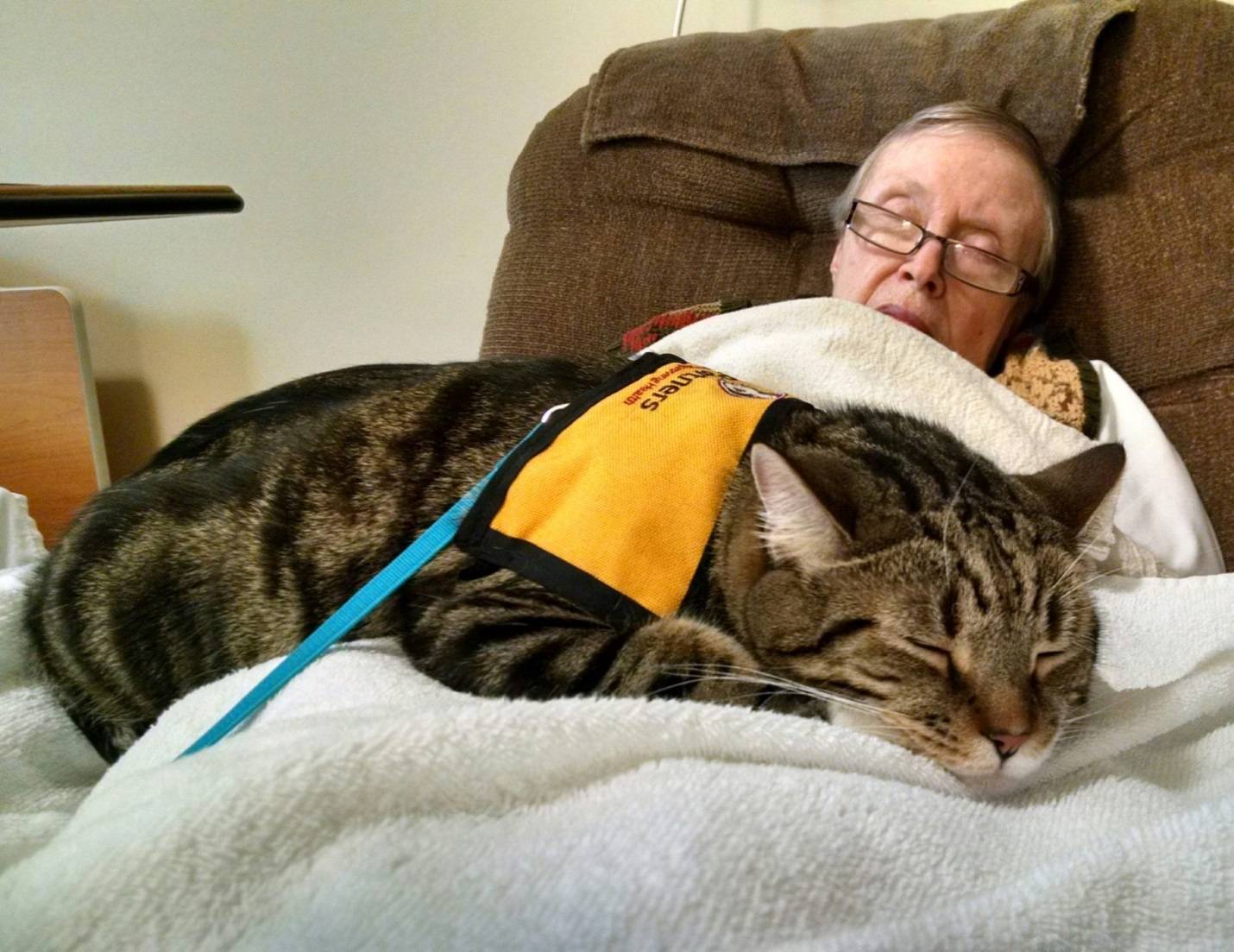 Фелинотерапия: как кошки лечат людей?