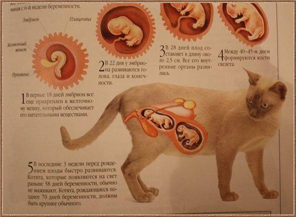 Поведение кошки перед родами: признаки, которые нельзя пропустить