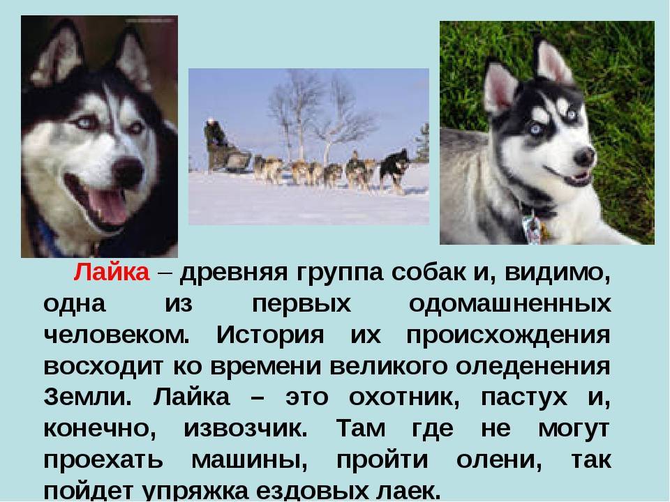 Русско-европейская лайка: фото и описание охотничьей породы собак